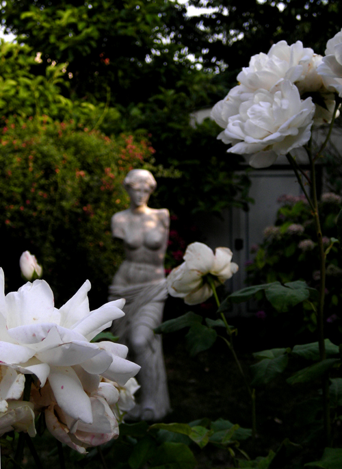 suburban roses
